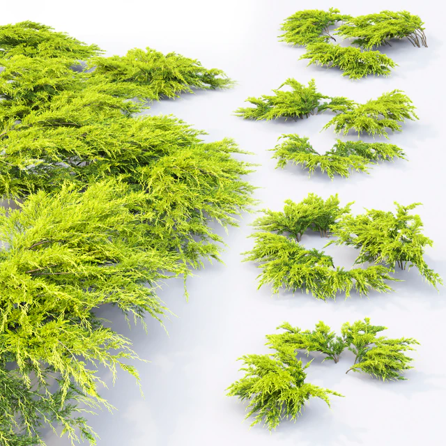 Juniper Medium Aurea | Juniperus Pfitzeriana Aurea # 1 — Descargar