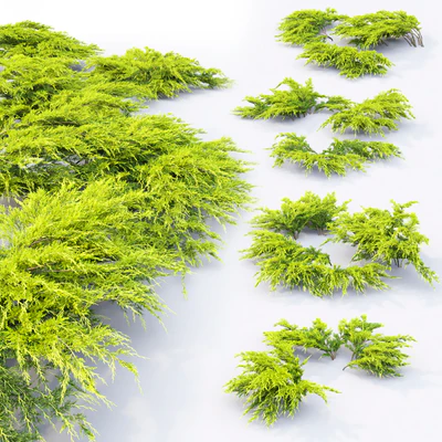Juniper Medium Aurea | Juniperus Pfitzeriana Aurea # 1 — Ver 3