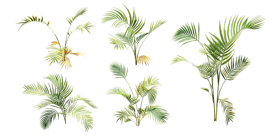 areca palm 001 — Скачать