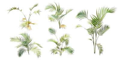 areca palm 001 — Скачать