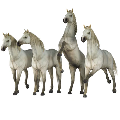 Horse in 04 Poses — Вид 1