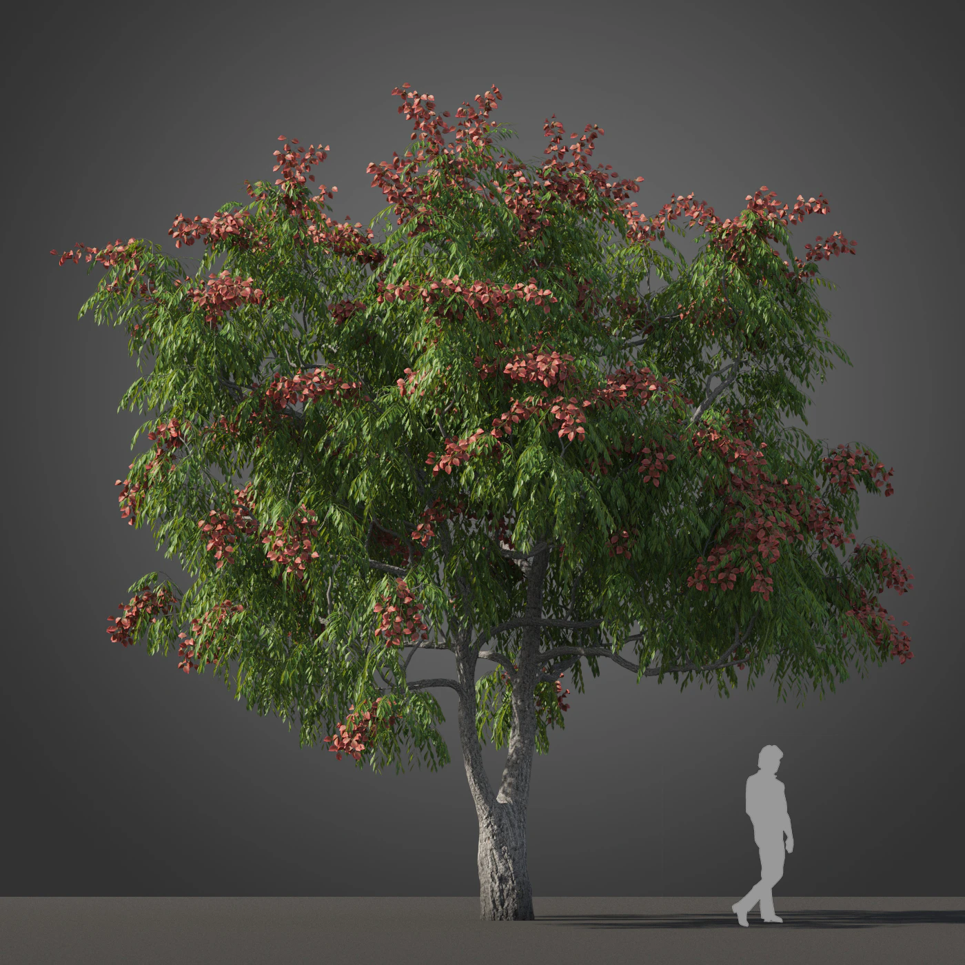 subtropical trees 037 — Descargar