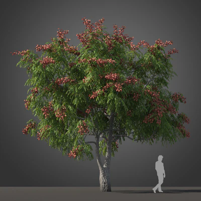 subtropical trees 037 — Descargar