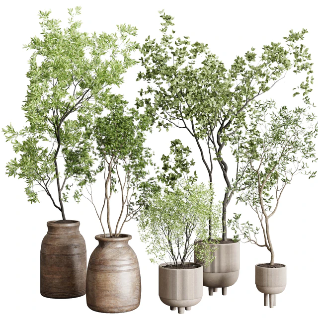 collection indoor plant 227 — Скачать