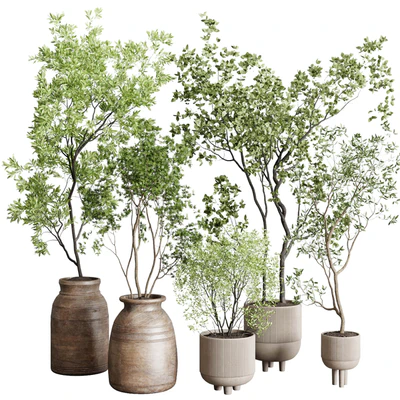collection indoor plant 227 — Вид 1