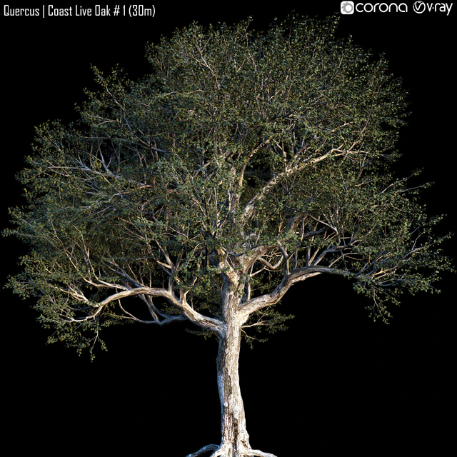 Quercus | Coast Live Oak # 1 (30m) — Descargar