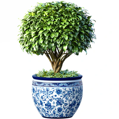 Decorative tree in an Italian vase. Indoor plant — Ver 1