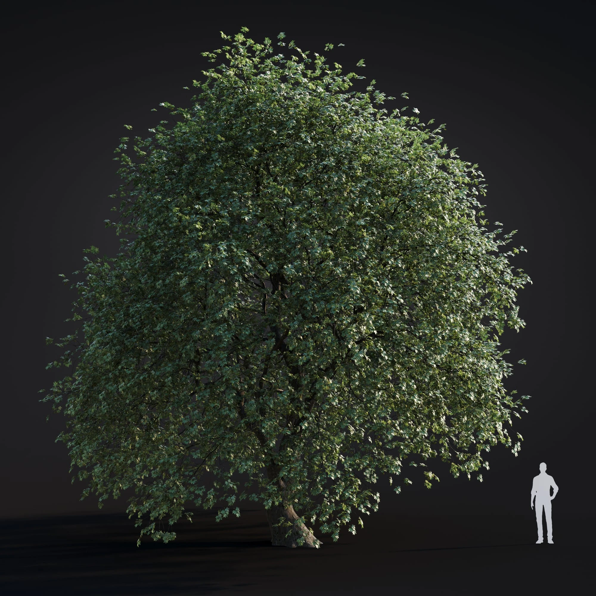 051 platanus acerifolia — Descargar