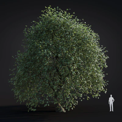 051 platanus acerifolia — Descargar