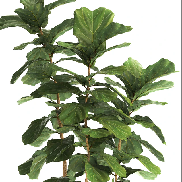 Ficus lyrata. 4. decorative, office, bush, tree, office plant, pot — Descargar