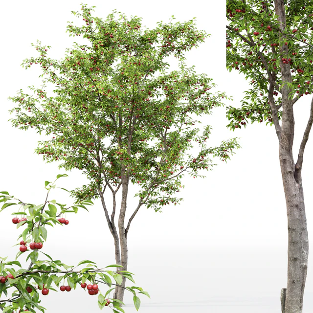 Prunus cerasus | Cherry-tree # 1 — Descargar