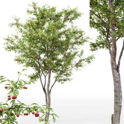 Prunus cerasus | Cherry-tree # 1 — Ver 3