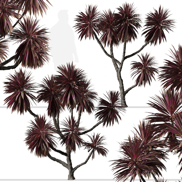 Set of Cordyline australis Trees (Cabbage Tree) (7 Trees) — Descargar