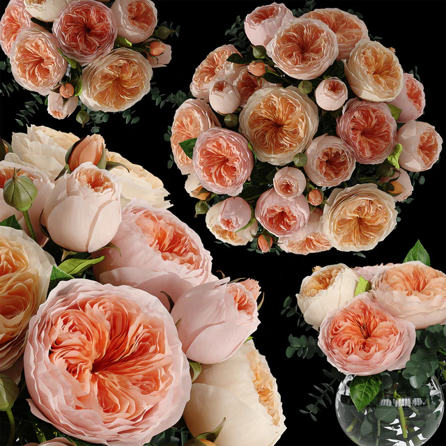 Rosa Juliet — Descargar