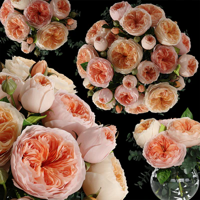 Rosa Juliet — Ver 2