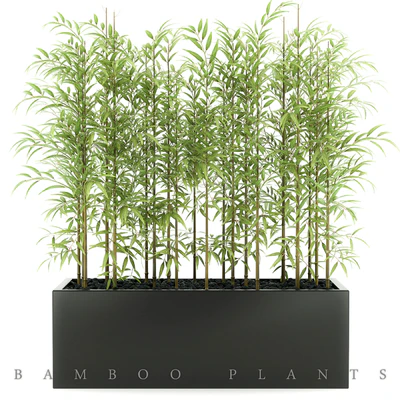BAMBOO PLANTS 49 — Вид 1