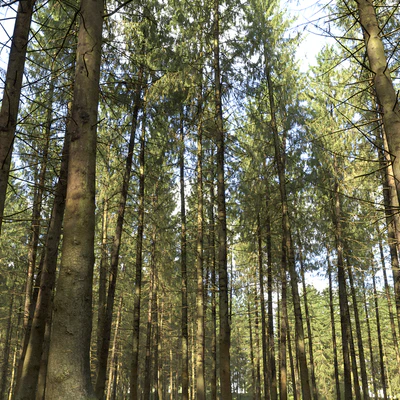 Spruce — Ver 4