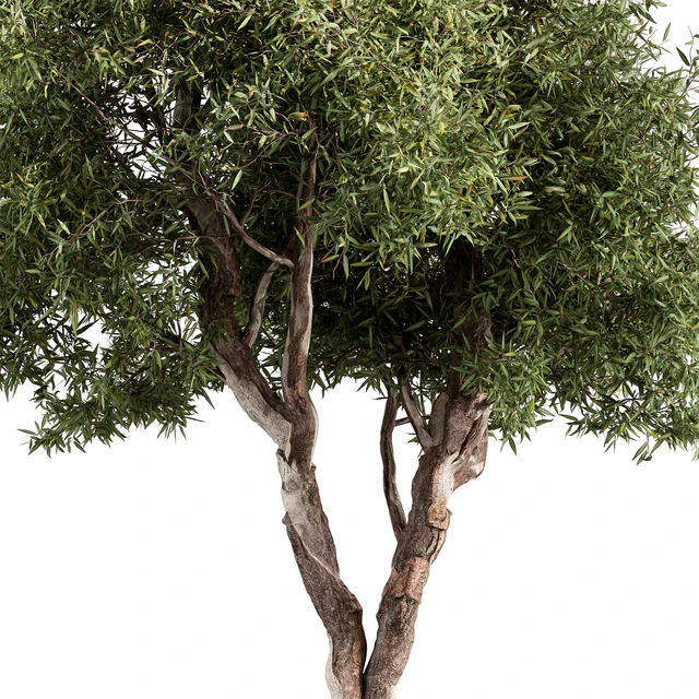 RedGum Tree - Tree Set 216 — Descargar