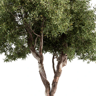 RedGum Tree - Tree Set 216 — Ver 4