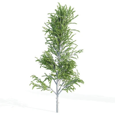 set of tree05 — Вид 4