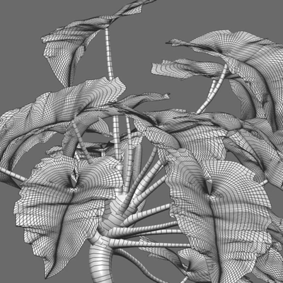 Philodendron undulatum - 01 — Ver 3