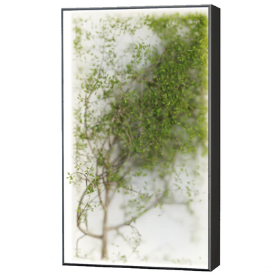 Plants in the light box vol 176 — Ver 5
