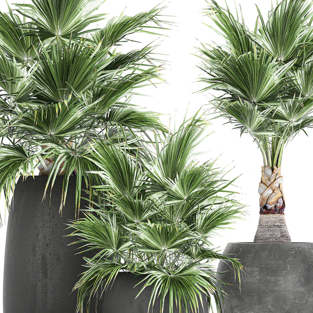 A collection of small beautiful decorative fan palms in black outdoor pots. Set 814. — Descargar