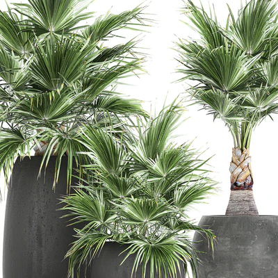 A collection of small beautiful decorative fan palms in black outdoor pots. Set 814. — Ver 4
