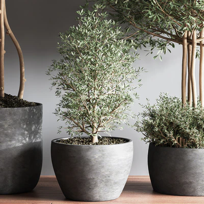 Indoor Plant Set12 — Вид 7