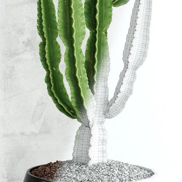 Cactus | Euphorbia ingens — Descargar