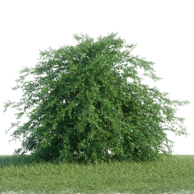 Spiraea shrub 2 — Скачать