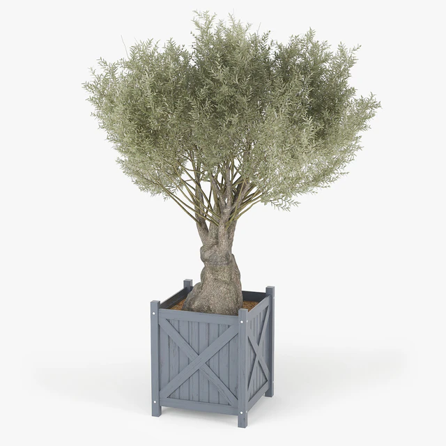 Olea europaea — Descargar