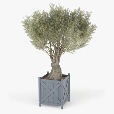 Olea europaea — Ver 2