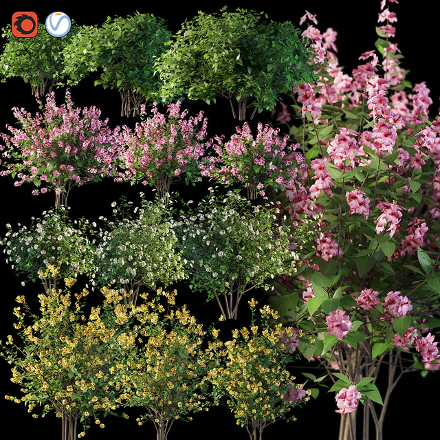 Set flowering shrubs 4 — Descargar
