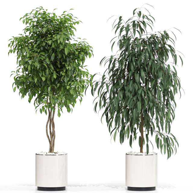 Plants collection 600 — Descargar