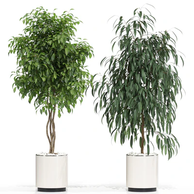 Plants collection 600 — Ver 4