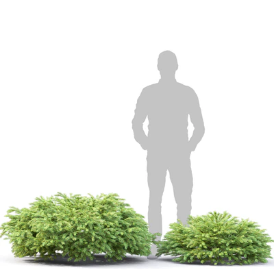 Picea — Ver 5