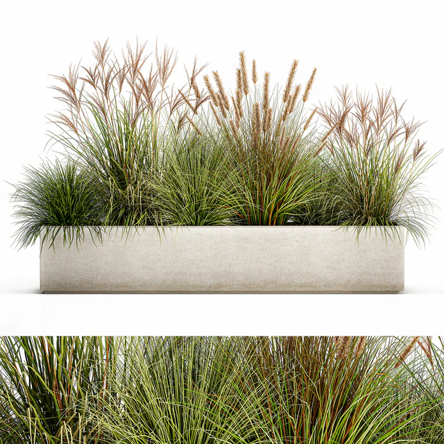 Collection of plants in a pot Pampas grass, reeds, flowerbed, landscaping, bushes. Set 1074. — Descargar
