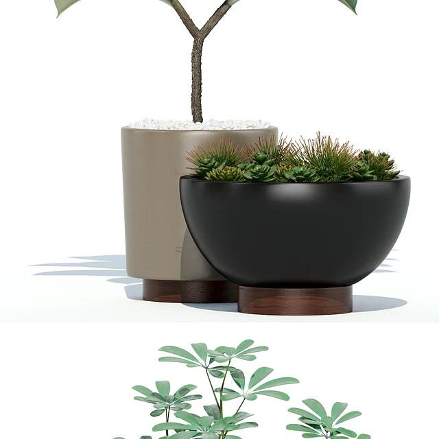 Plants collection 73 Modernica pots — Скачать