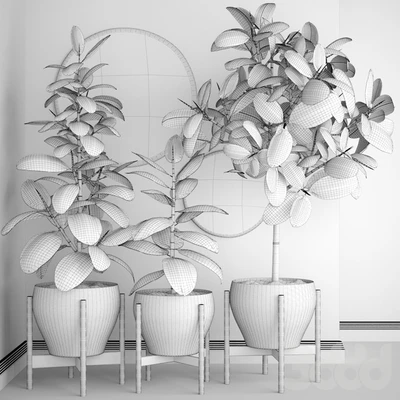 The collection of plants in pots 22. Ficus, pot, flowerpot, interior tree, decor, panel, Scandinavian, African, ficus abidjan — Ver 3