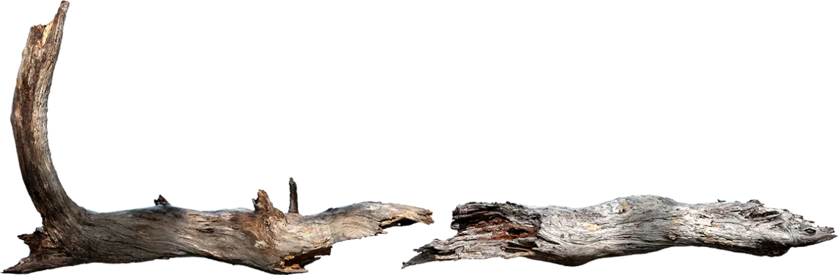 tree branch 009 — Descargar