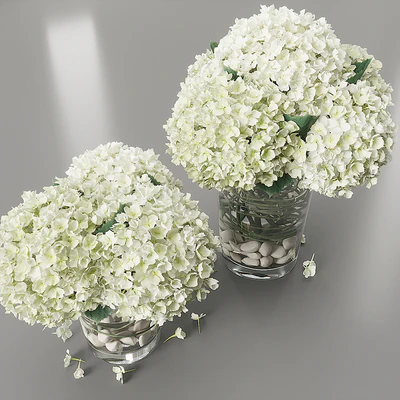 Hydrangea white — View 3