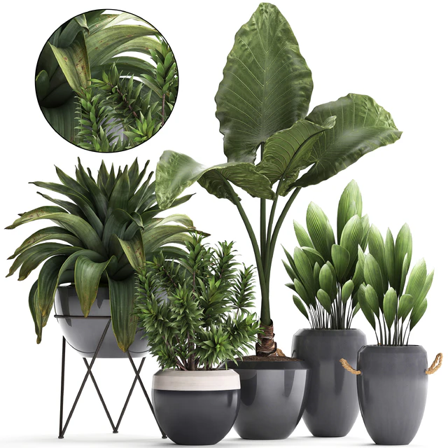 Plant Collection 395. Bromeliad, tropical plants, alocasia, dracaena, palm grass, indoor plants, exotic, tropical, stylish, bushes — Descargar