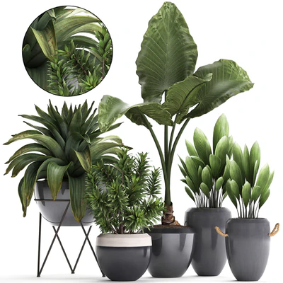 Plant Collection 395. Bromeliad, tropical plants, alocasia, dracaena, palm grass, indoor plants, exotic, tropical, stylish, bushes — Ver 1