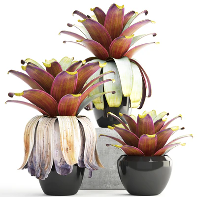 Collection of plants 149. Bromeliad, botanical garden, pot, flowerpot, bush, tropical, decorative, Bromelia — Ver 1