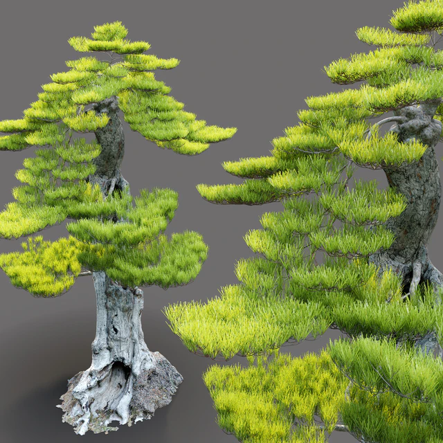 Bonsai plant — Descargar