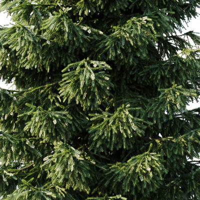 Spruce (4,5m and 9,5m) — Ver 2