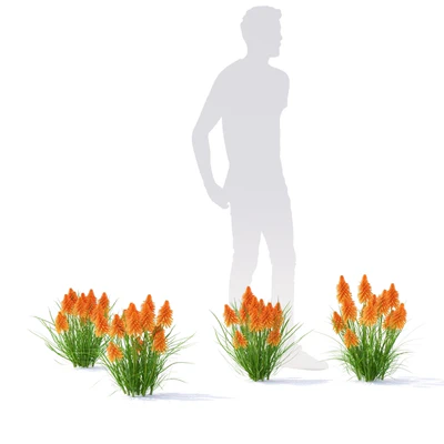 Knifofia flowers | Kniphofia — Ver 4