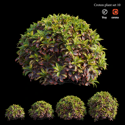 Croton plant set 10 — Ver 1