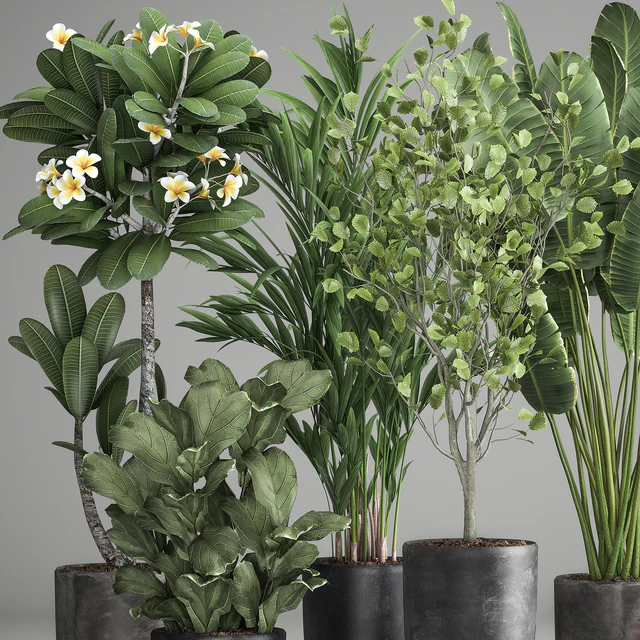 Collection of plants in black pots Strelitzia, tree, ficus, Plumeria, banana palm. Set 984. — Descargar